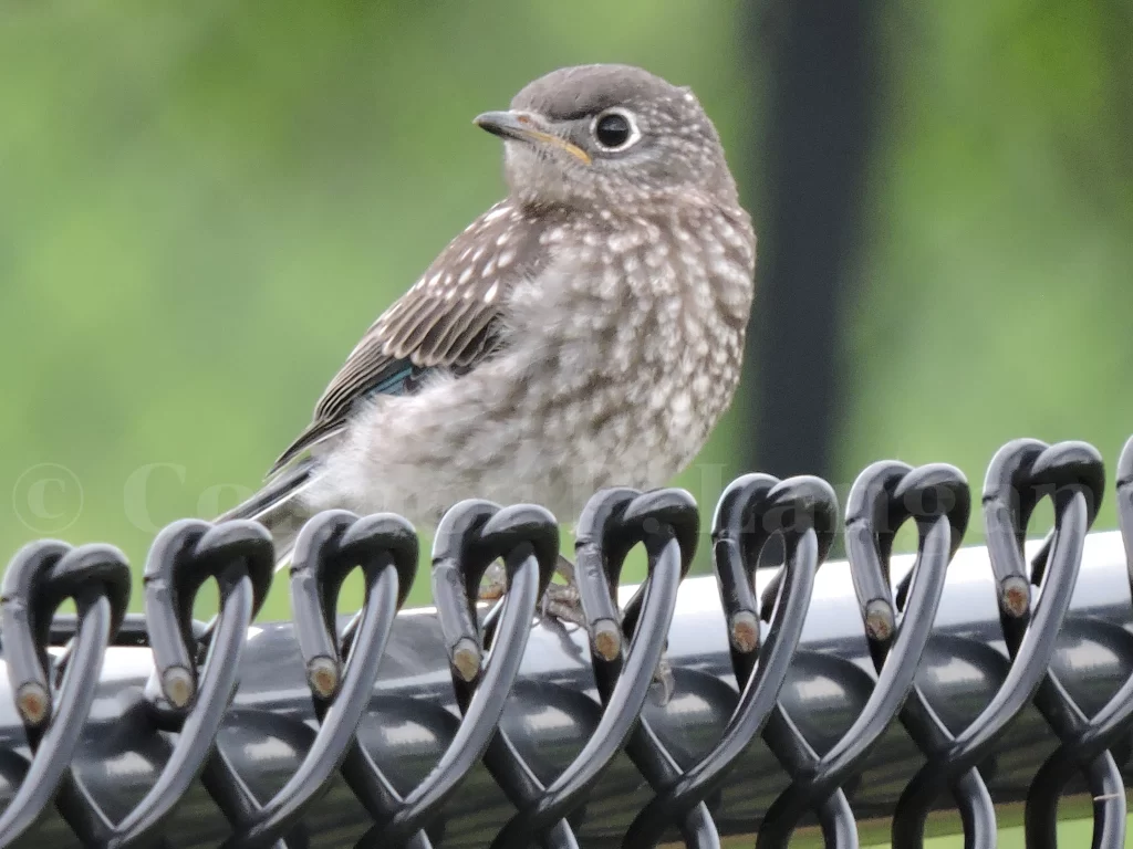 A juvenile Eastern Bluebird sits on a chain link fence.