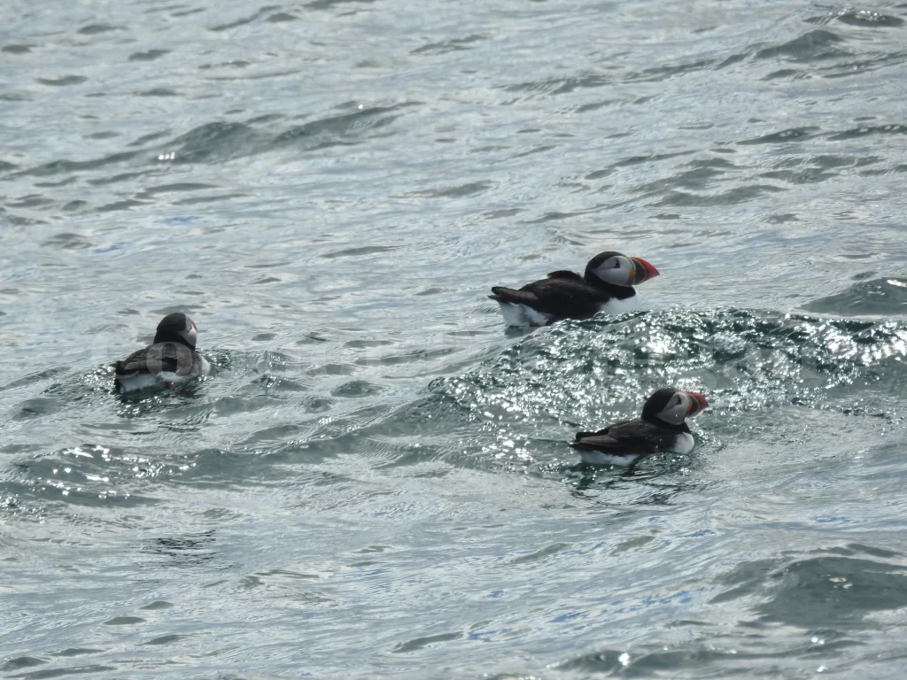 A group of three Atlantic Puffins swim in the ocean.