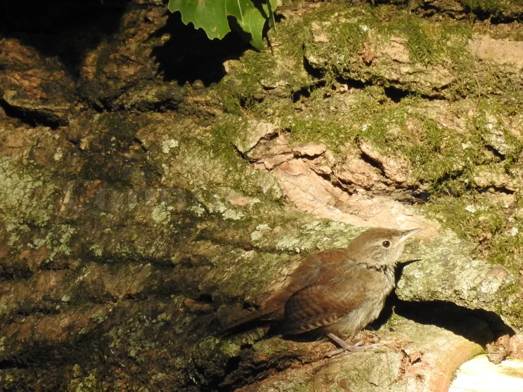 A House Wren looks for food along an oak tree limb.