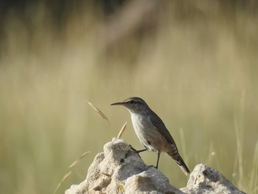 A Rock Wren stands atop a rock.