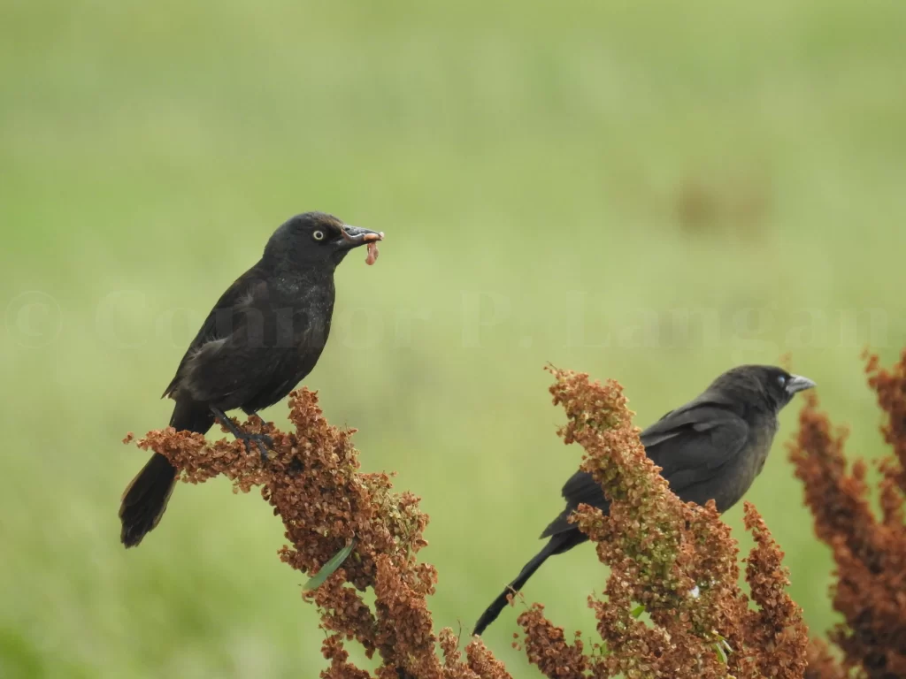 Two Common Grackles perch on weeds as one holds an insect in its bill.