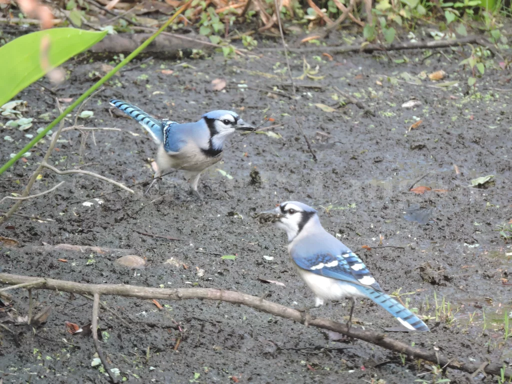 Two Blue Jays forage near the ground as one holds a mouth full of mud.