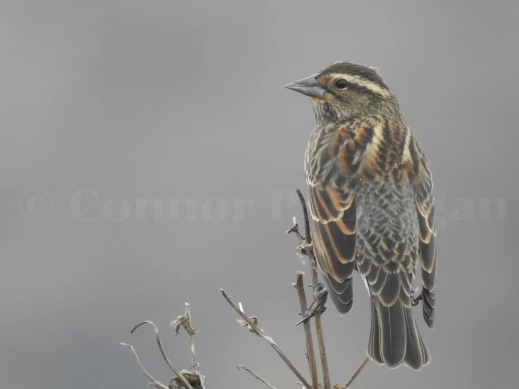 A female Red-winged Blackbird perches on a ragweed stem as she peers over her left shoulder.