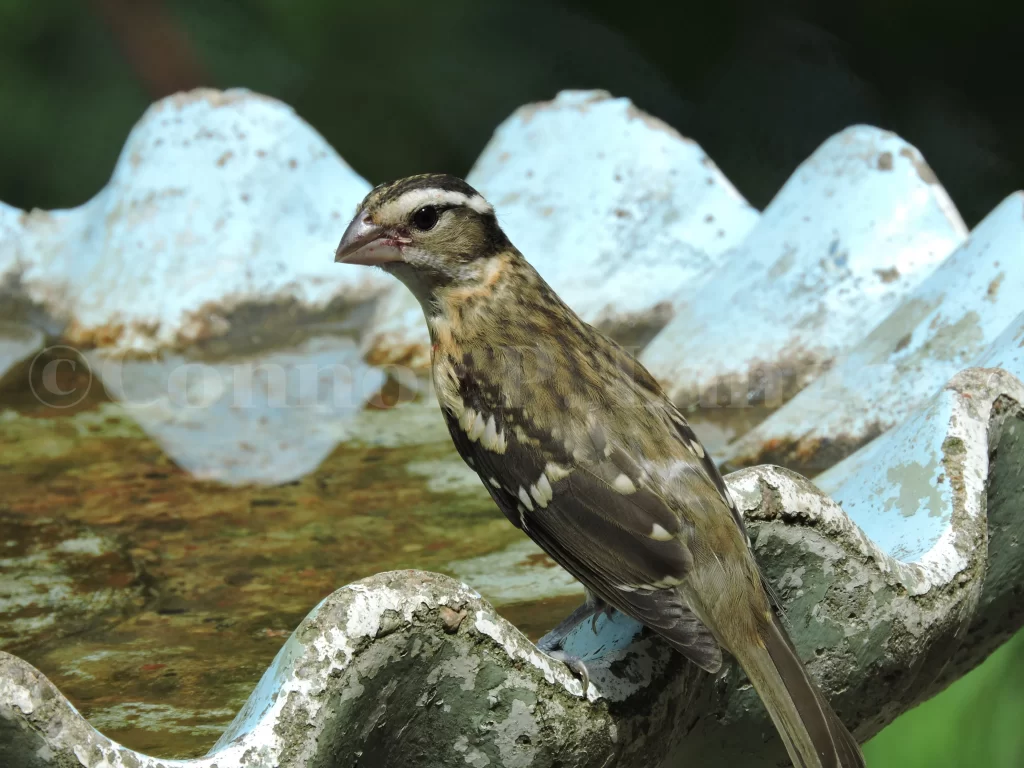 A female Rose-breasted Grosbeak stands on the cusp of a stone bird bath.