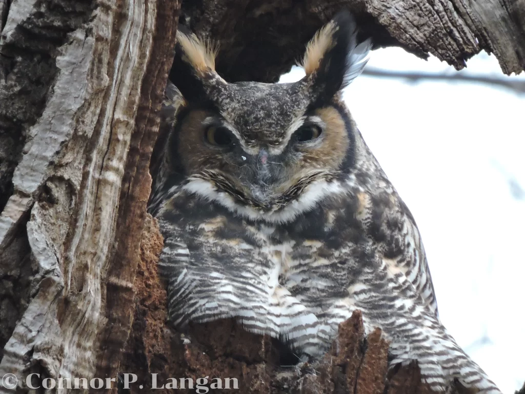 A Great Horned Owl sits on a nest in a tree snag.