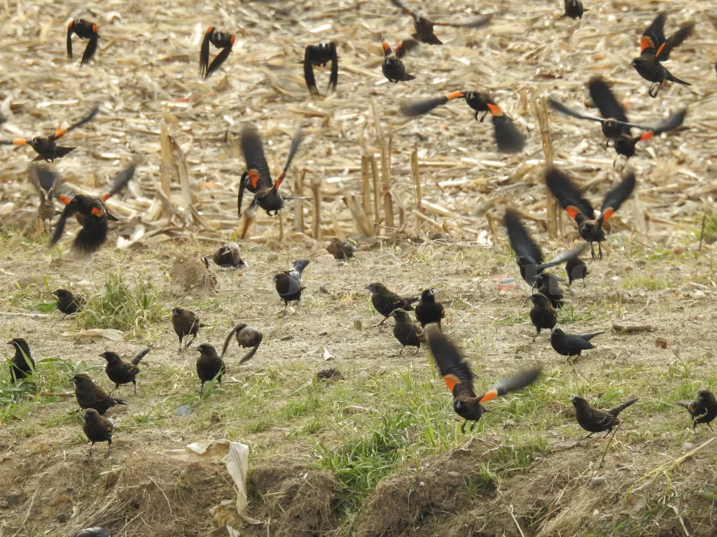 A group of Red-winged Blackbirds flush from the ground.