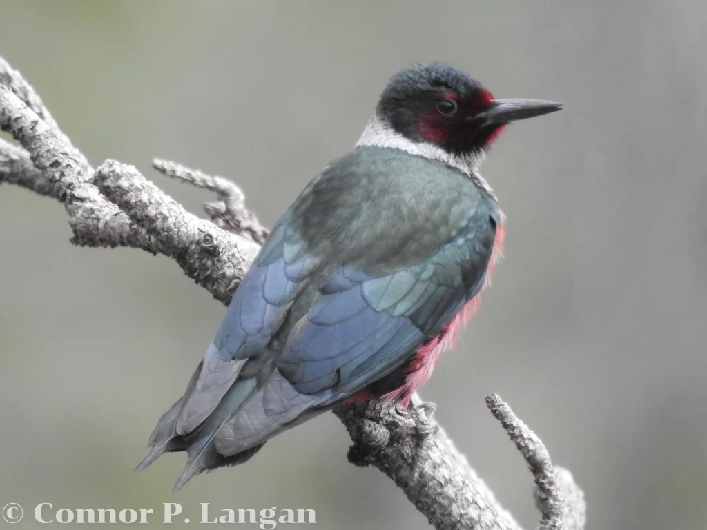 A Lewis's Woodpecker sits on a tree limb over a canyon.