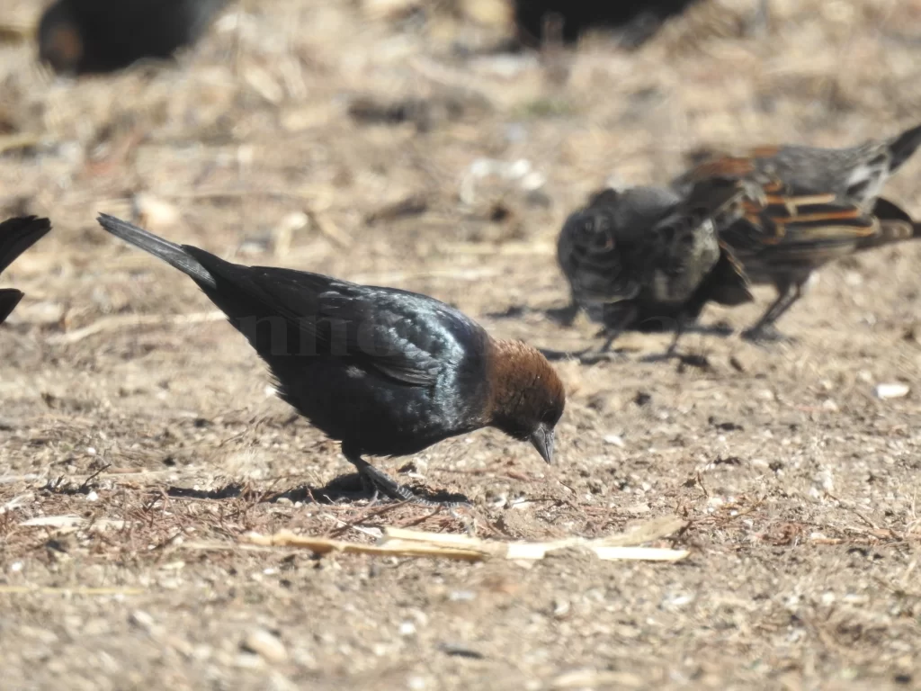 A male Brown-headed Cowbird forages on the ground as other blackbirds sort through the soil in the background.