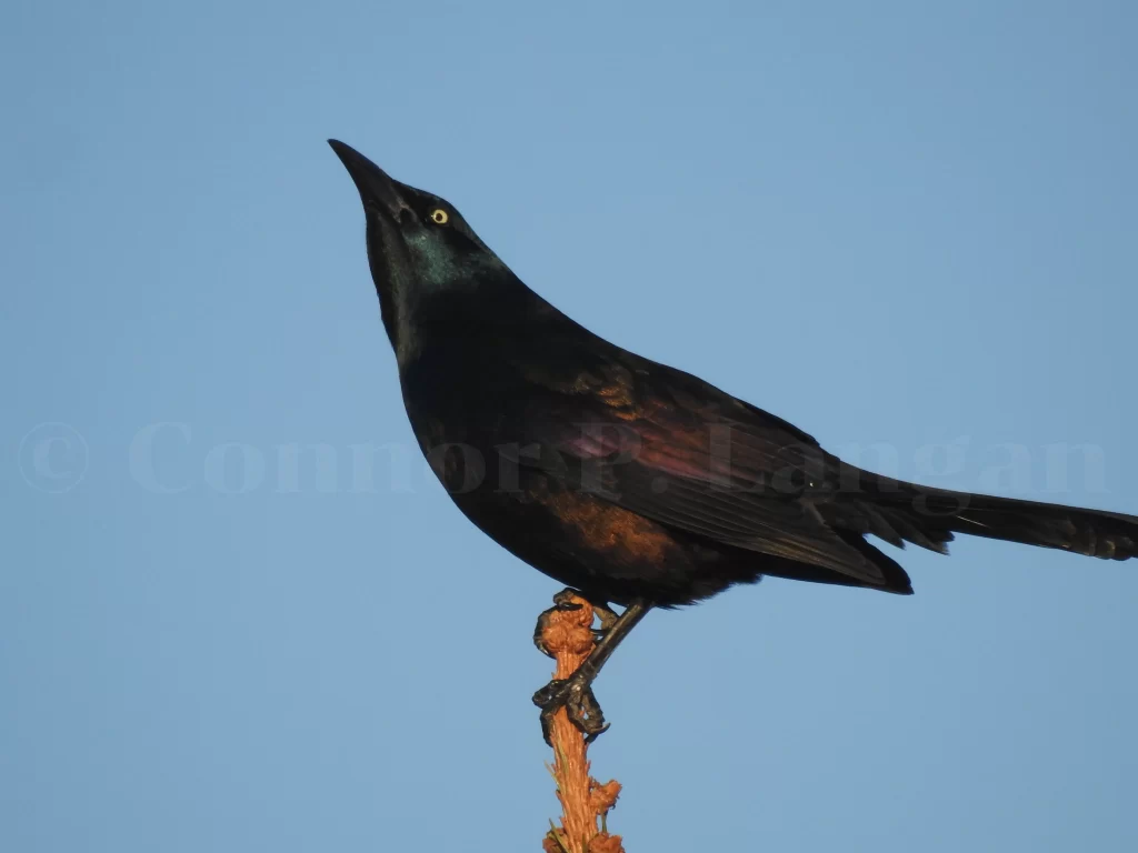 A Common Grackle poses elegantly on a spruce stem.