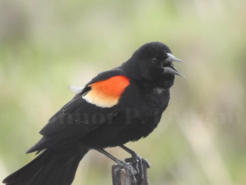 A male Red-winged Blackbird squawks as he stands on a T-post.