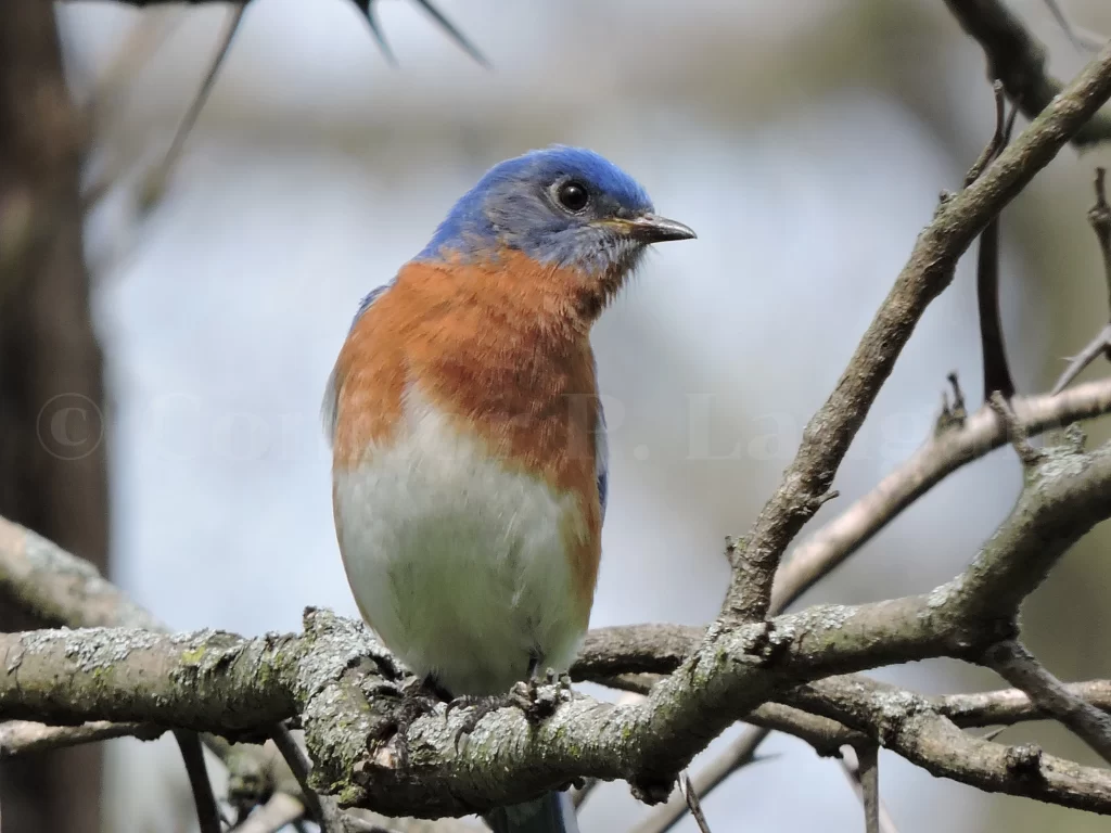 A male Eastern Bluebird looks to the left as he sits in a tree.