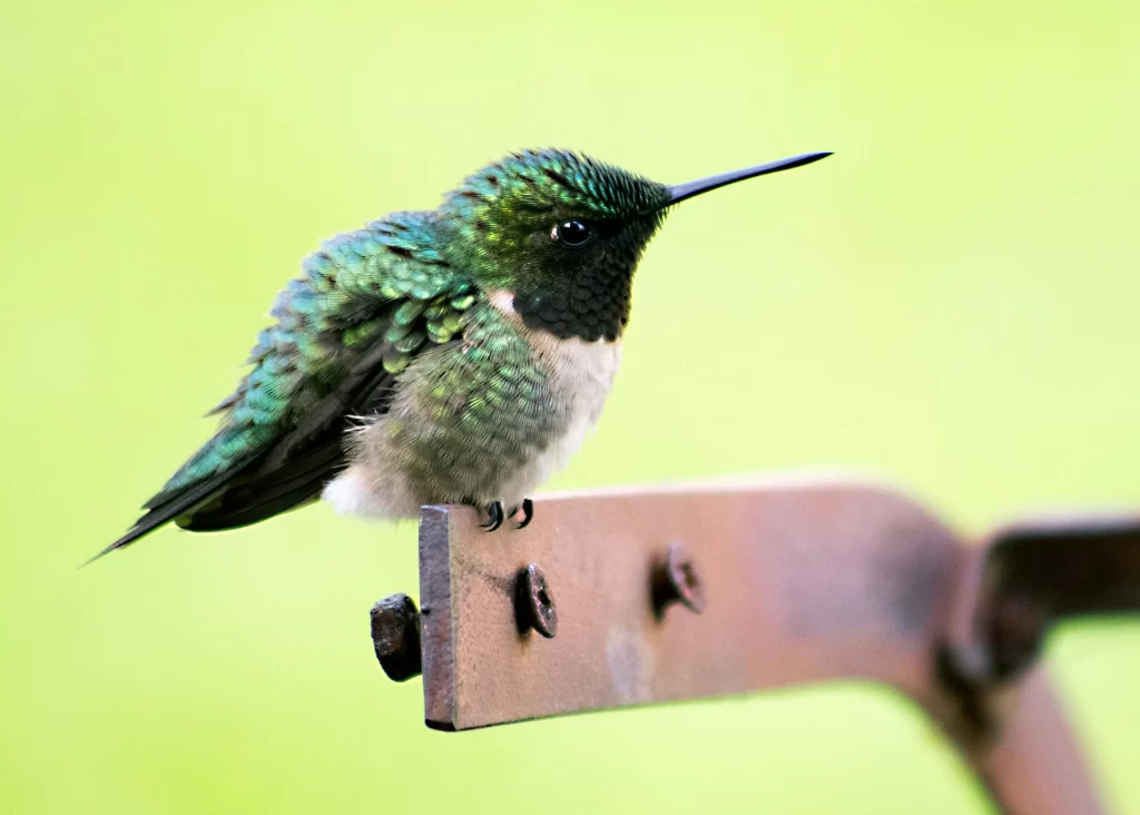 A male hummingbird sits on a rusted piece of metal.