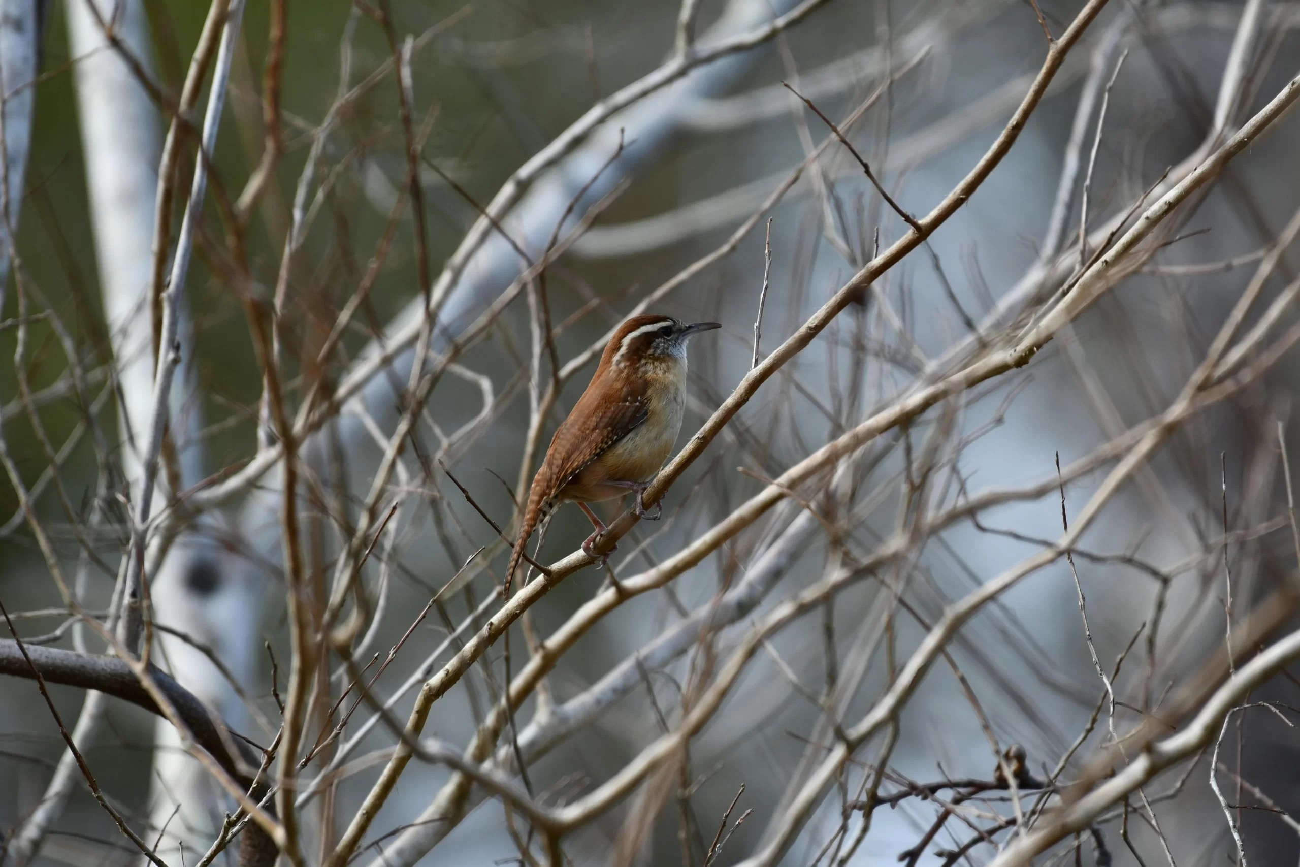 What do wrens eat? Here, a Carolina Wren perches in a bush and looks around.