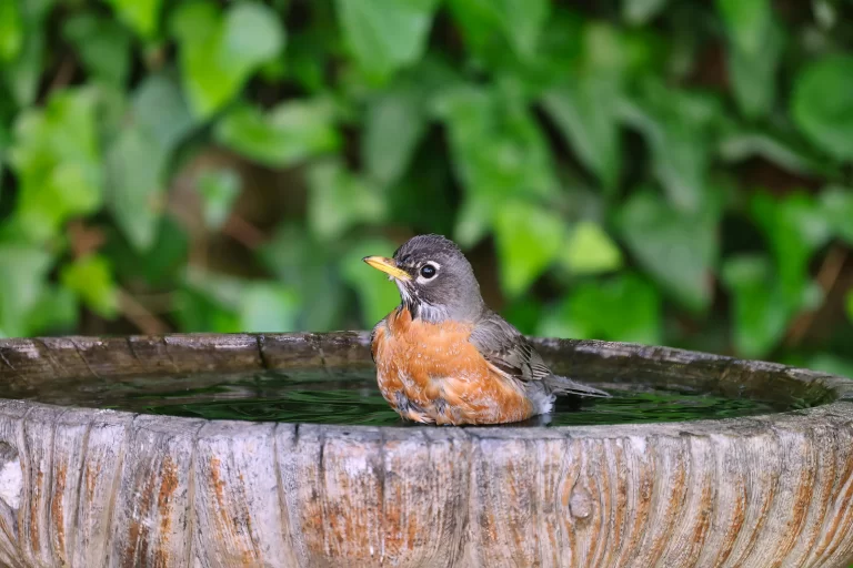 A female American Robin bathes in a bird bath. Wondering how to clean a bird bath? Read on to find out!