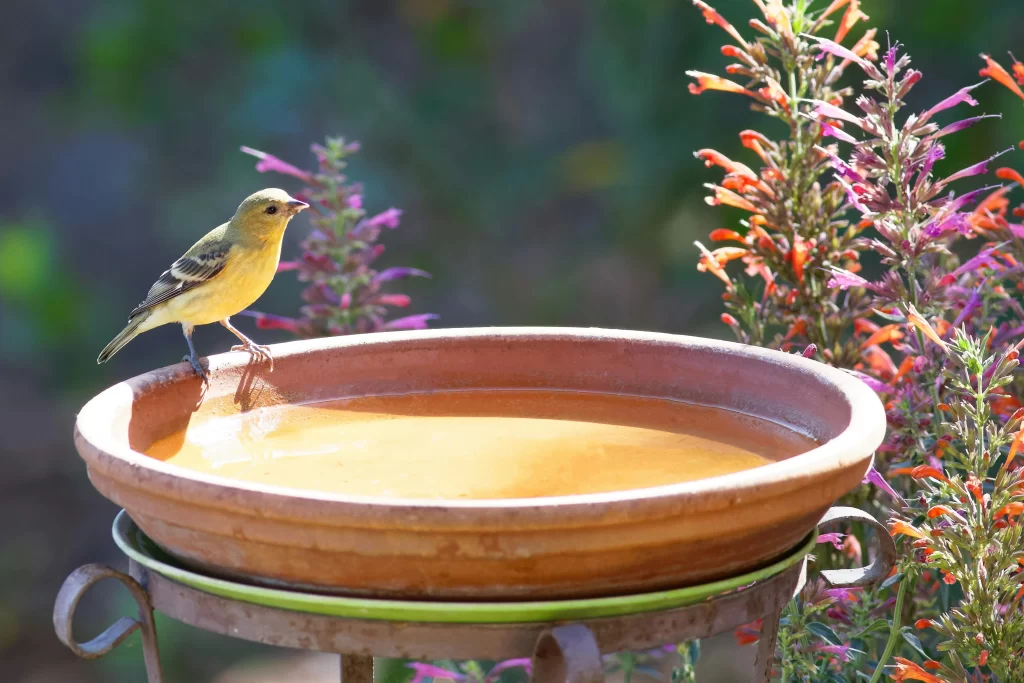 A Lesser Goldfinch considers drinking from a bird bath.