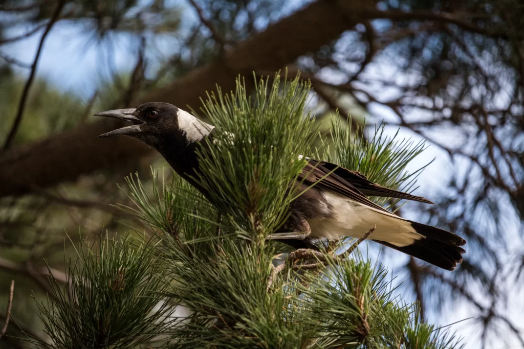 An Australian Magpie squawks from a pine tree.