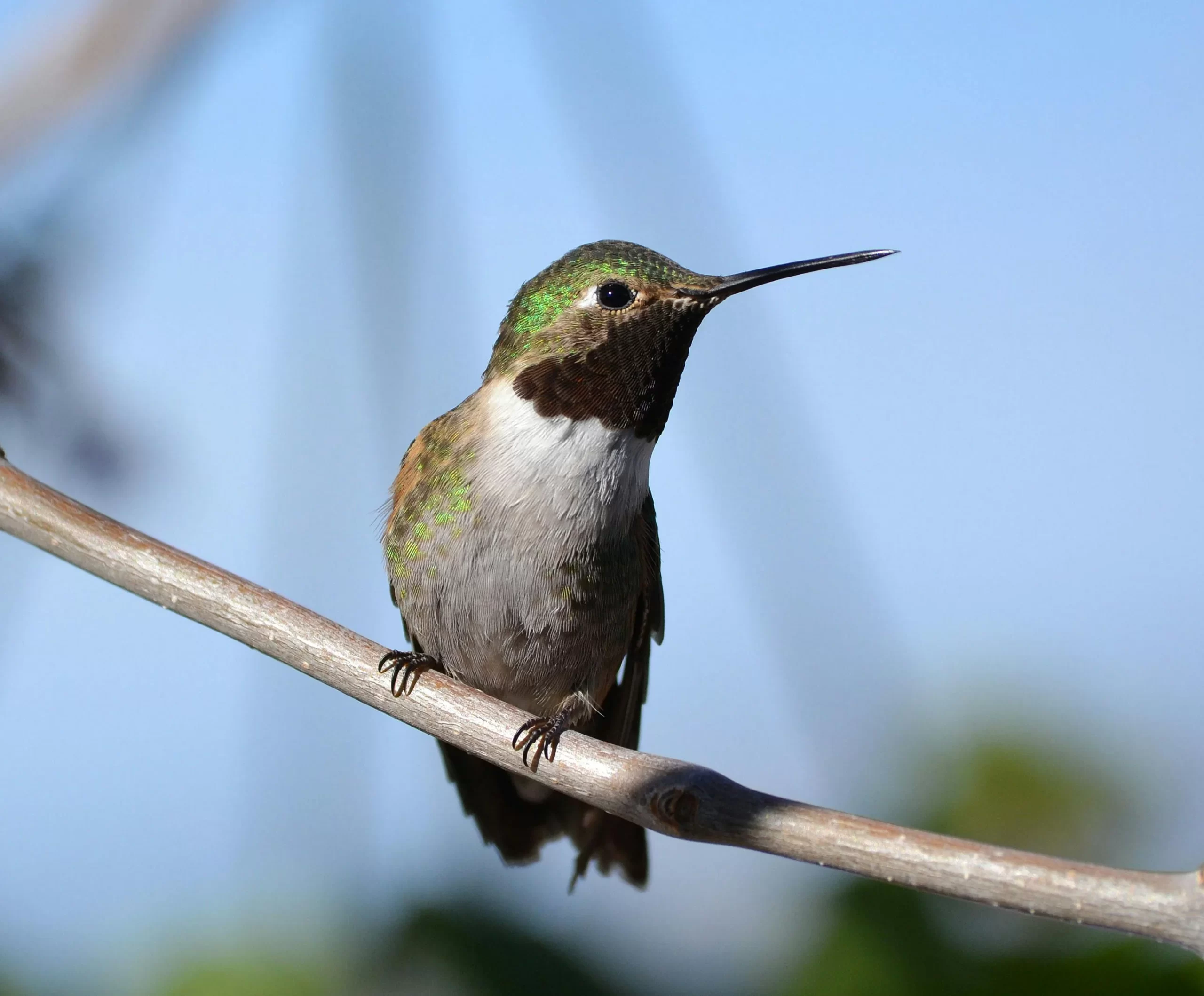 A male hummingbird rests on a branch.