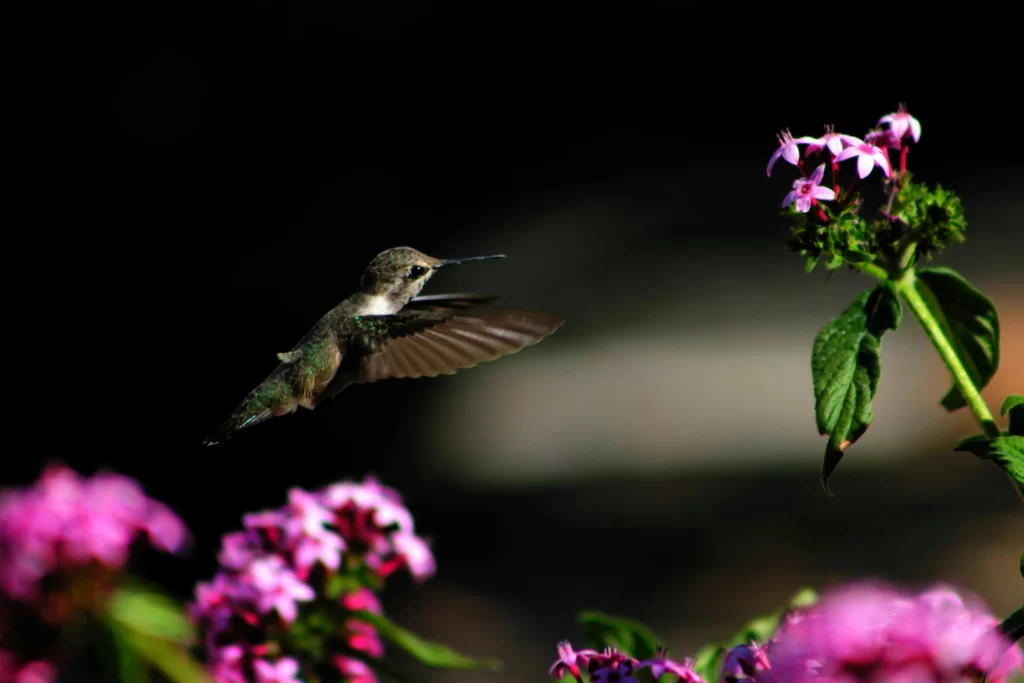 A hummingbird flutters through the air as it approaches a pink flower.