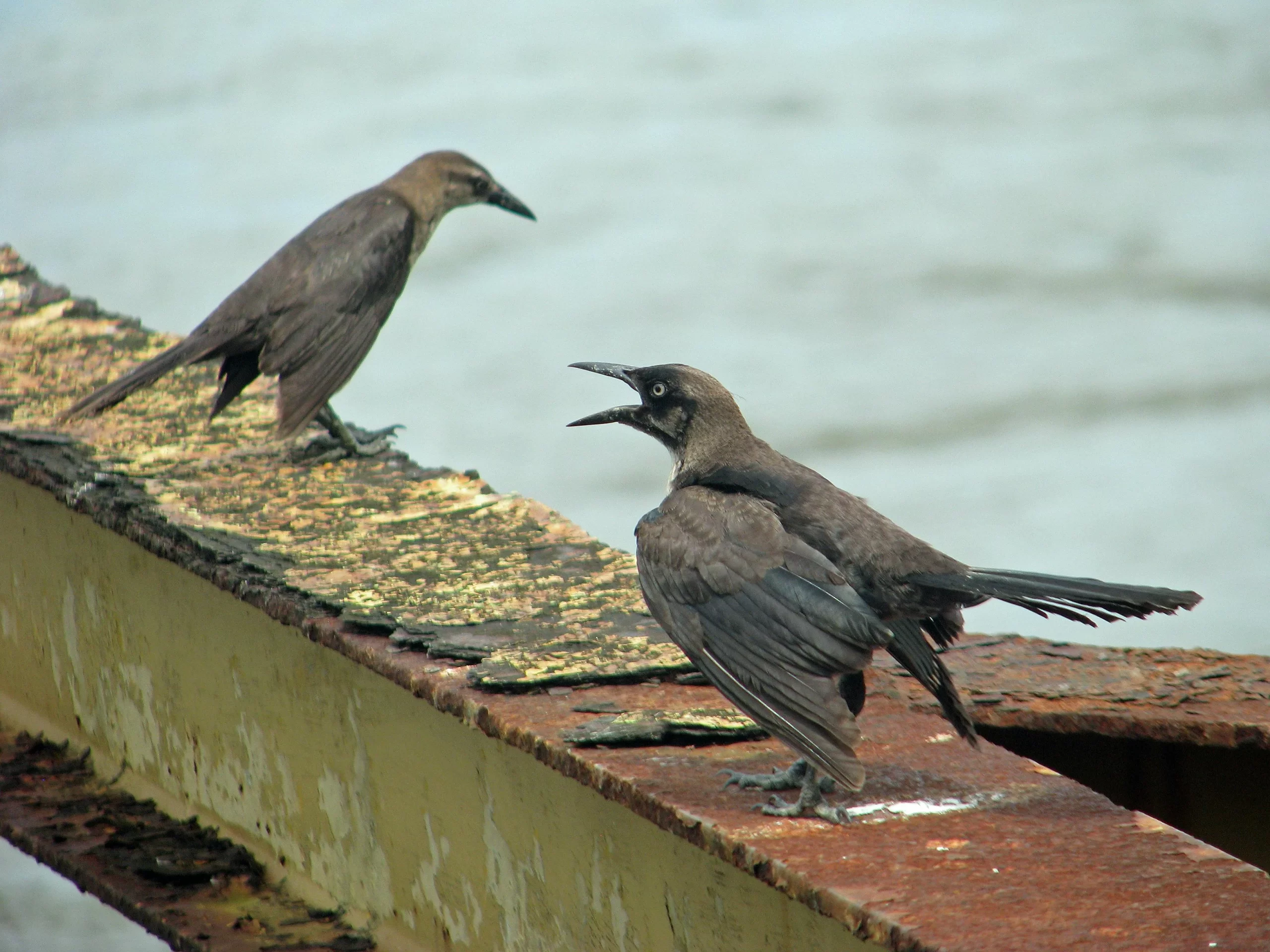 Many who encounter blackbirds may wonder how to get rid of blackbirds.