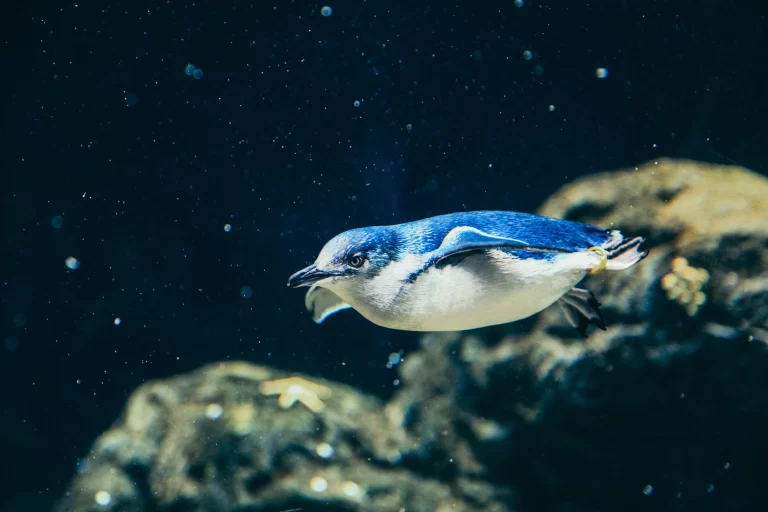 A Little Penguin swims through clear water. Little Penguins are the only species of Phillip Island penguins.