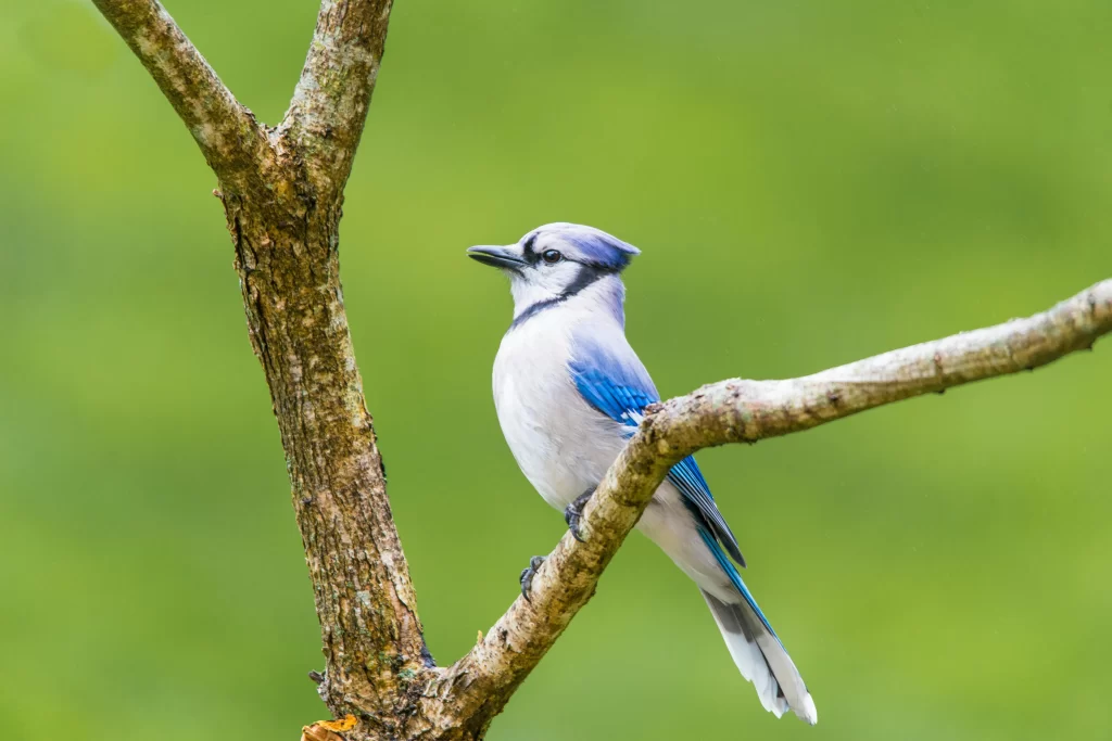 A Blue Jay sits near the fork of a near that has no leaves.