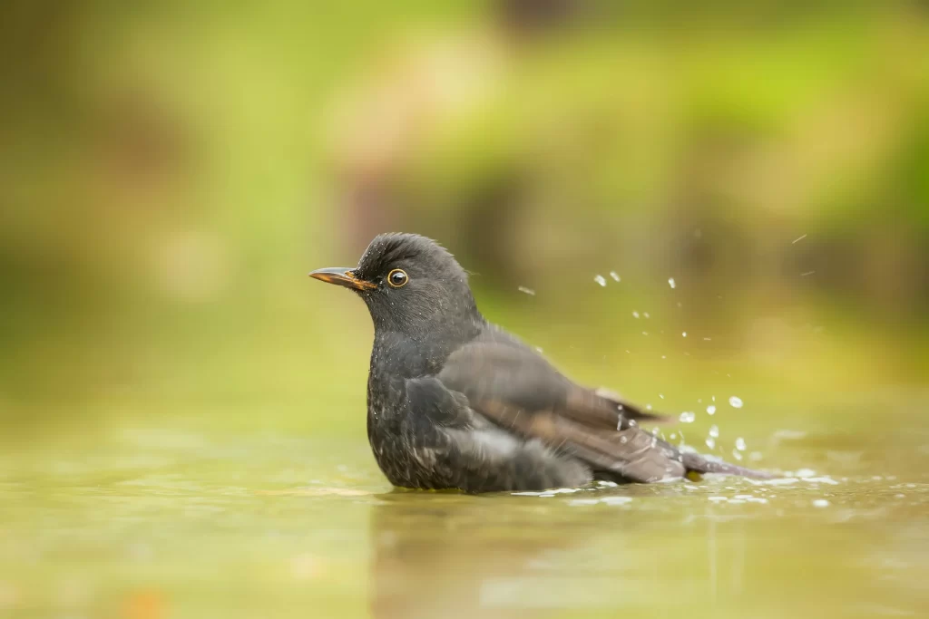 A female Eurasian Blackbird splashes around in a bird bath.