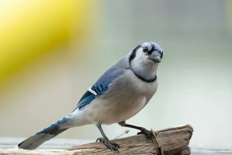 A Blue Jay perches on a broken piece of wood and looks inquisitively.