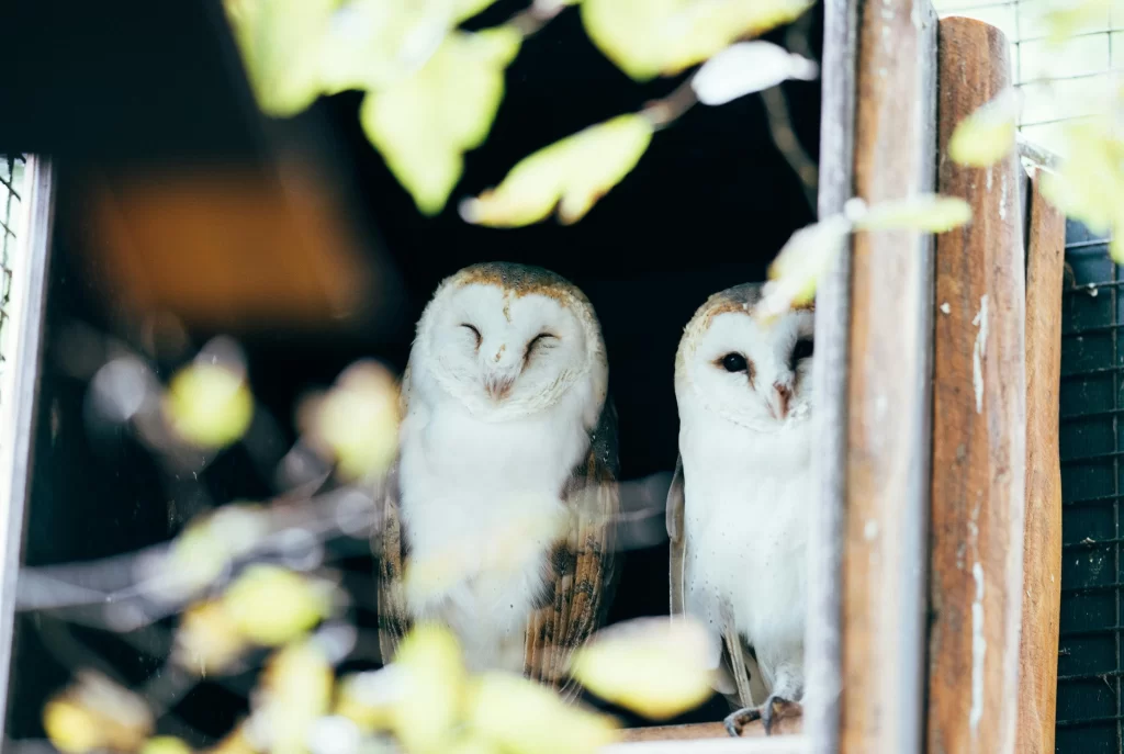 Two Barn Owls huddle near one another in an enclosure.