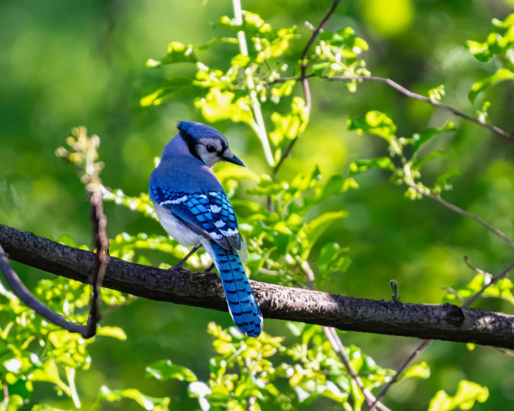 A Blue Jay sits in a shrub and checks behind itself.