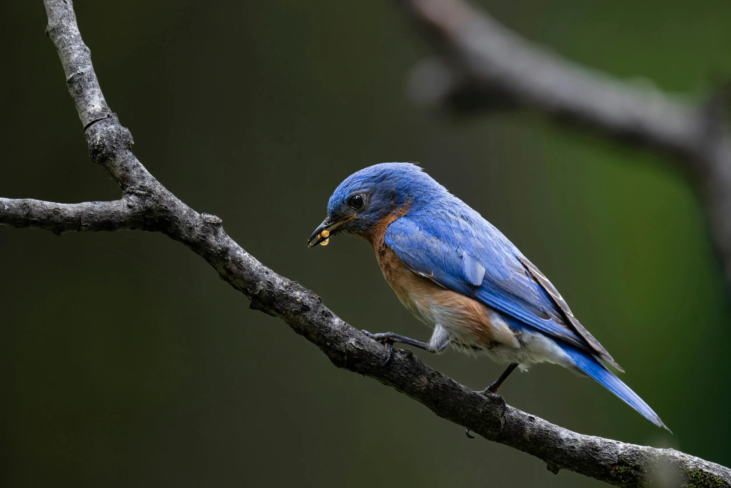 What do bluebirds eat? Here, an Eastern Bluebird grasps a small worm in its bill.