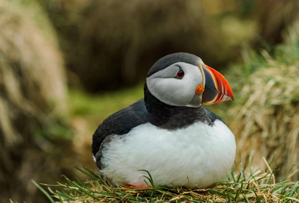 An Atlantic Puffin sits in a clump of grass.