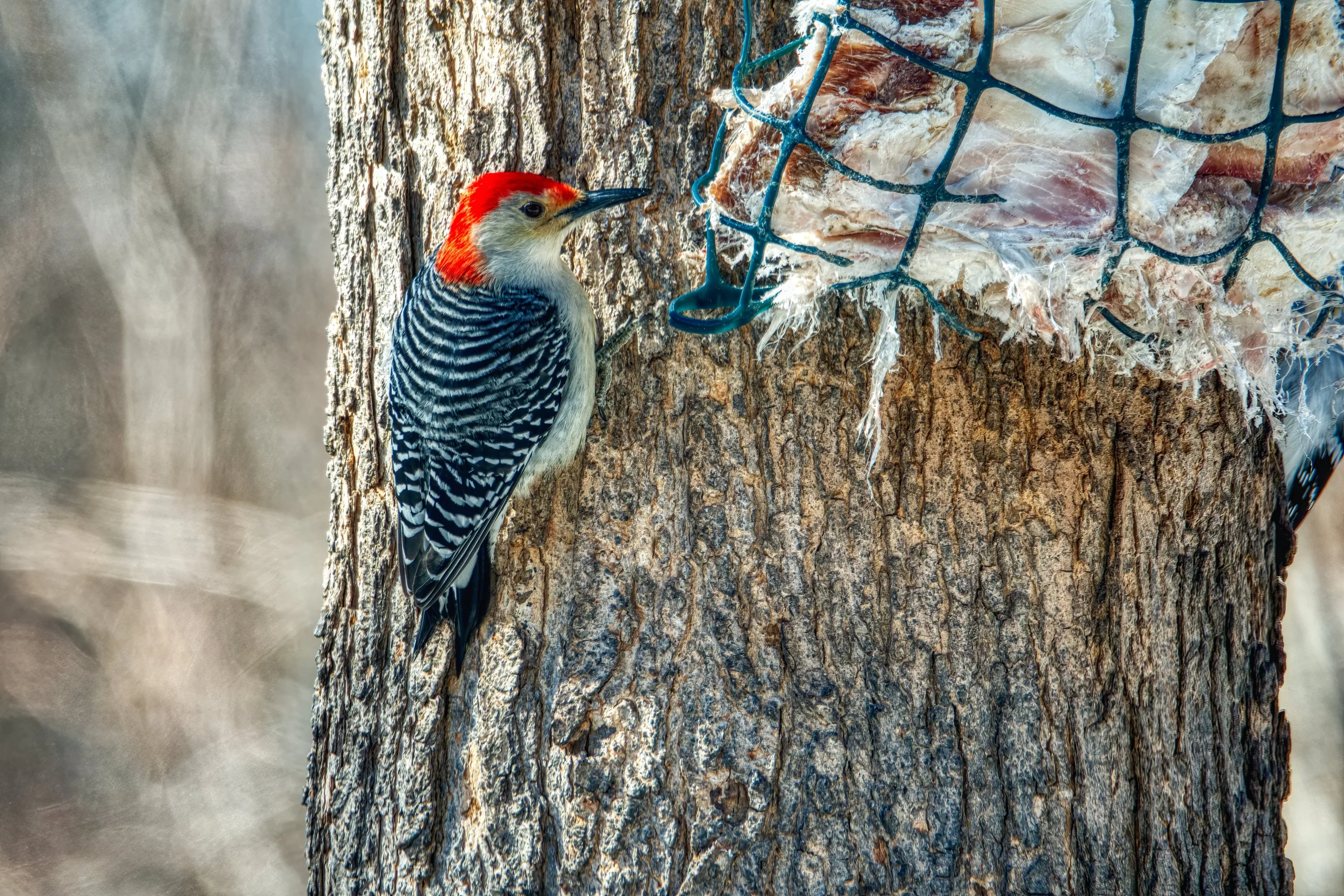 A Red-bellied Woodpecker feeds on suet. Red-bellied Woodpeckers are one of ten expected woodpeckers in Alberta.