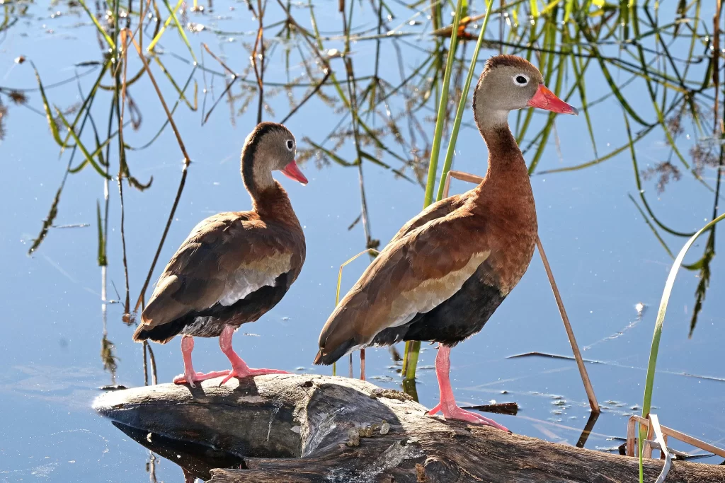 Two Black-bellied Whistling-Ducks perch on a snag.