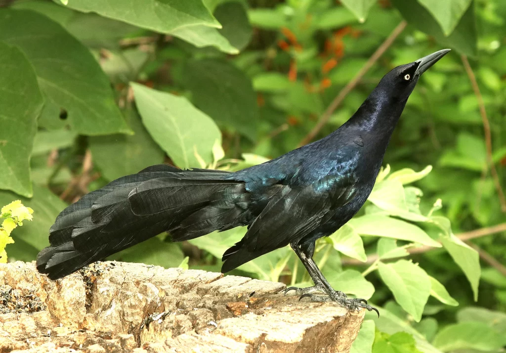 A male Great-tailed Grackle searches for food in a yard.