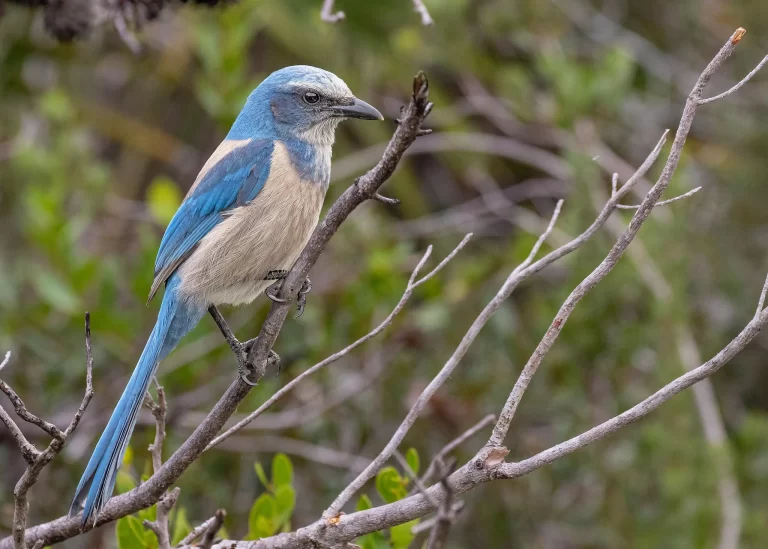 There are many blue birds in Florida. The Florida Scrub-Jay is the most notable.