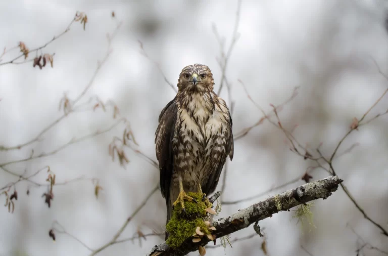 Do hawks eat cats? Here, a Red-tailed Hawk stares ahead from a tree branch.