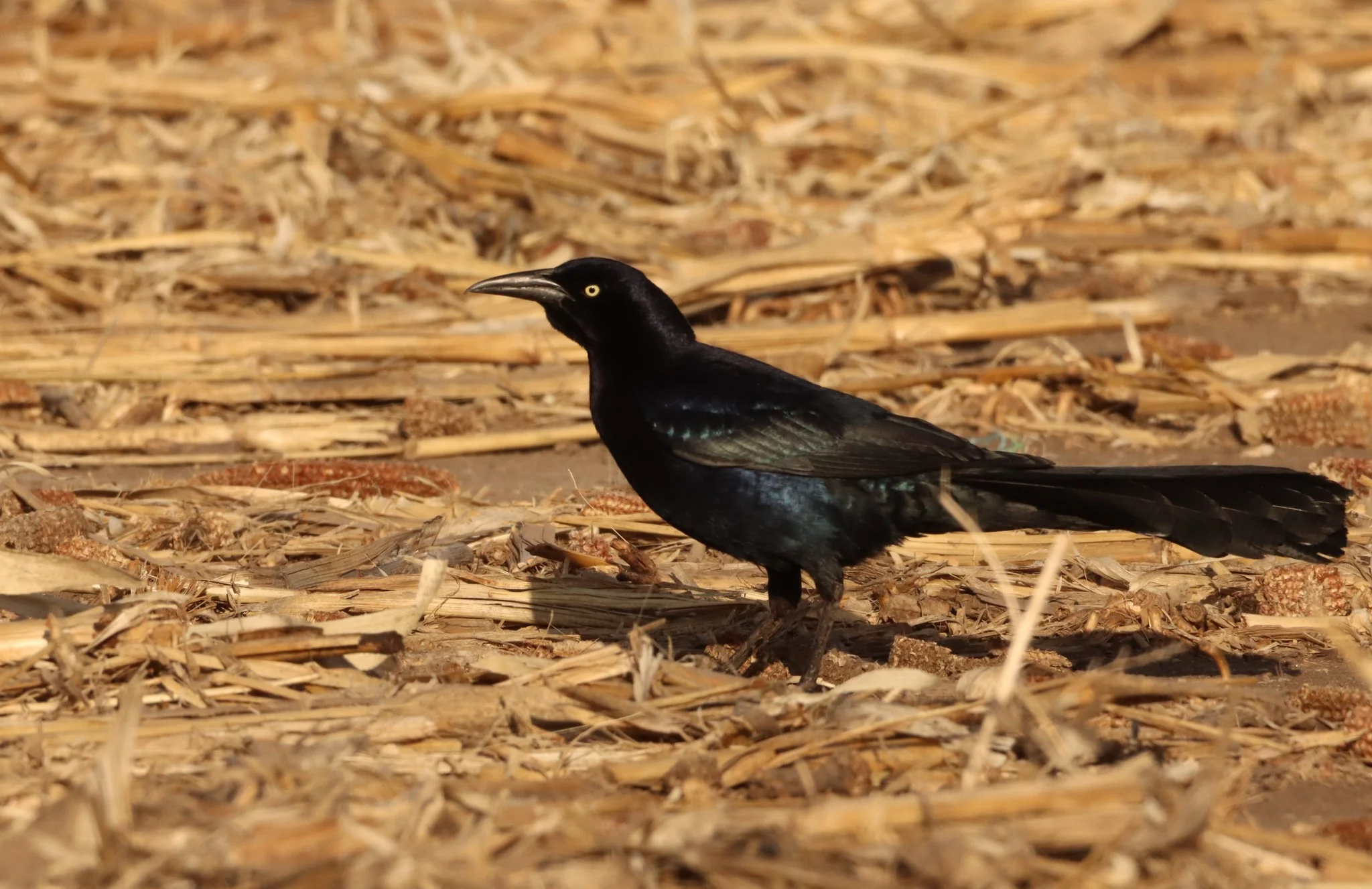 A male Great-tailed Grackle searches for grains in a fallow field. Great-tailed Grackles are one of many black birds in Texas.