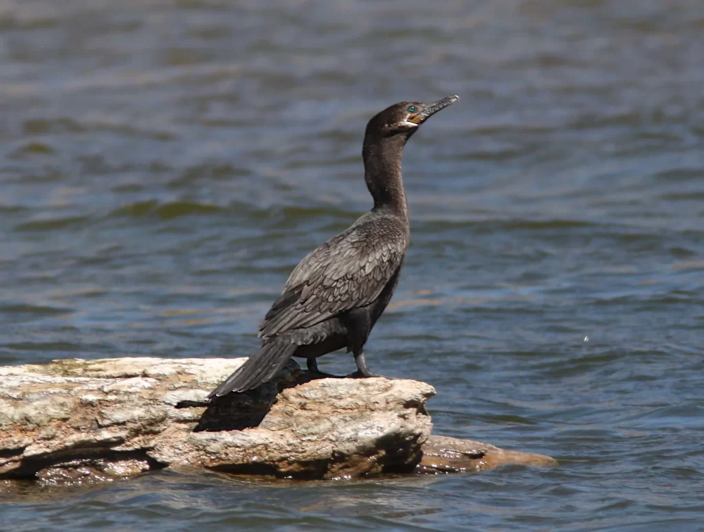 A Neotropic Cormorant stands on a stone next to a lake.