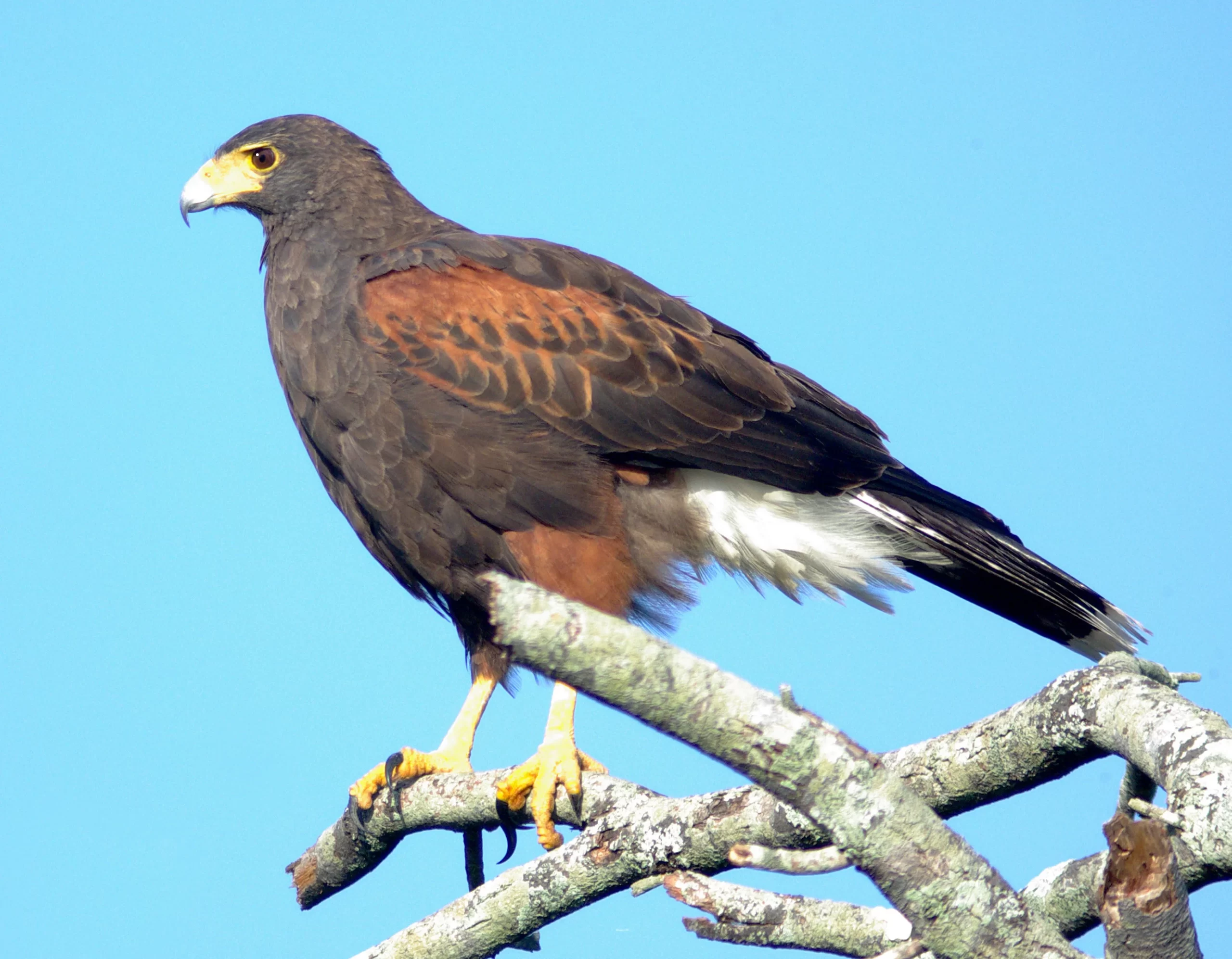 A Harris's Hawk perches on a bare snag.