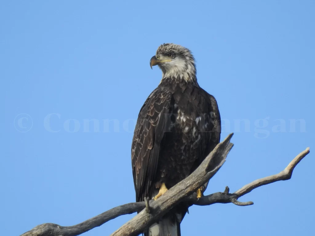 A Bald Eagle perches in a tree snag.