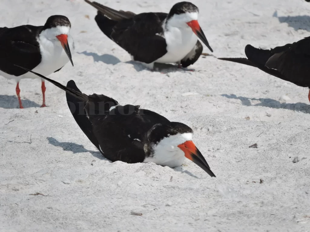 A Black Skimmer lies on a sandy beach.