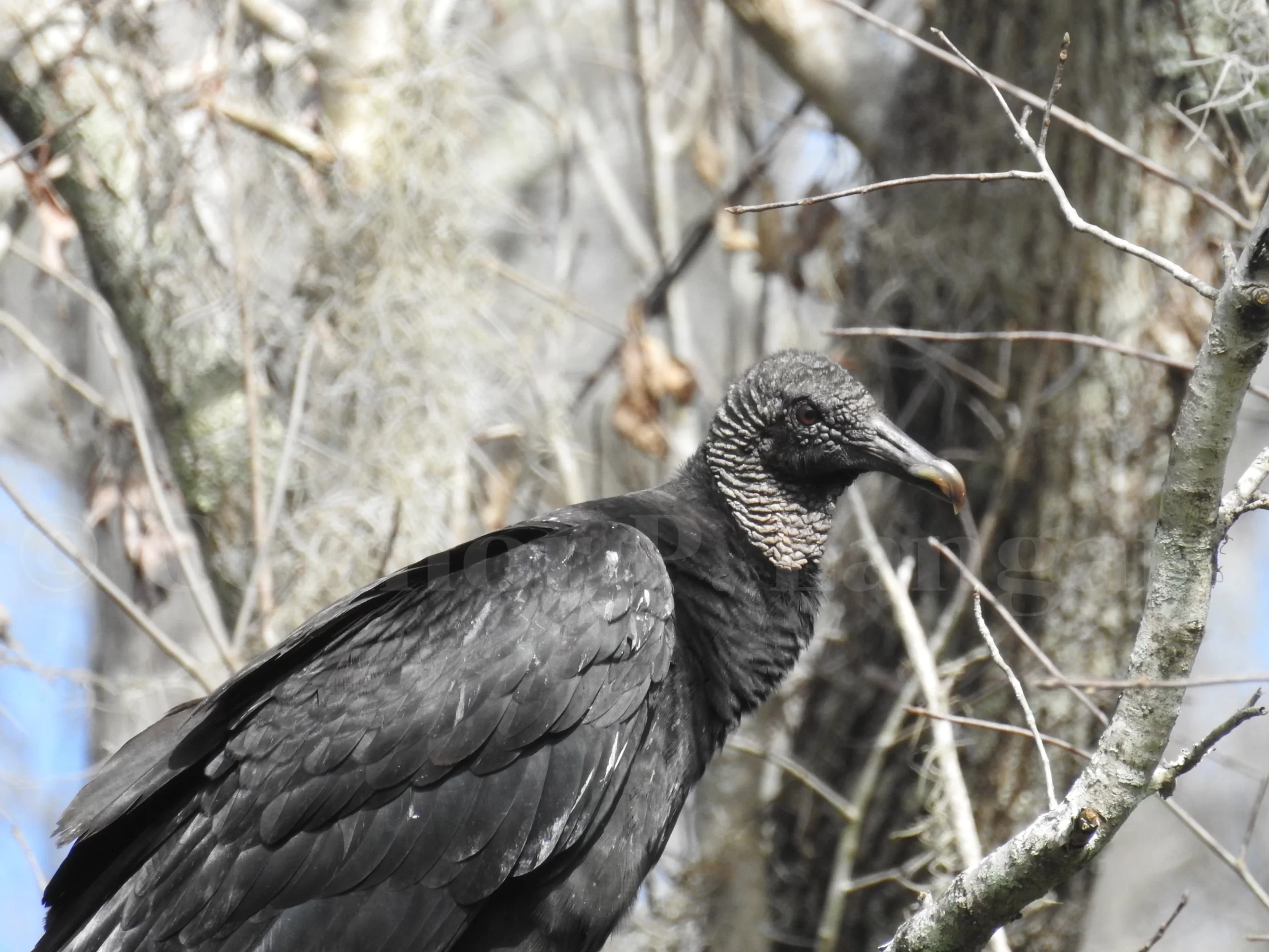 A Black Vulture roosts in a quiet forest.