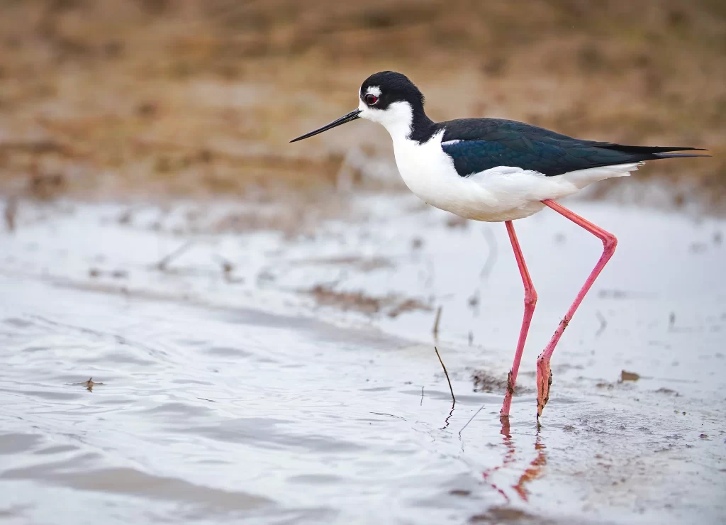 A Black-necked Stilt wades through shallow water in search of food.