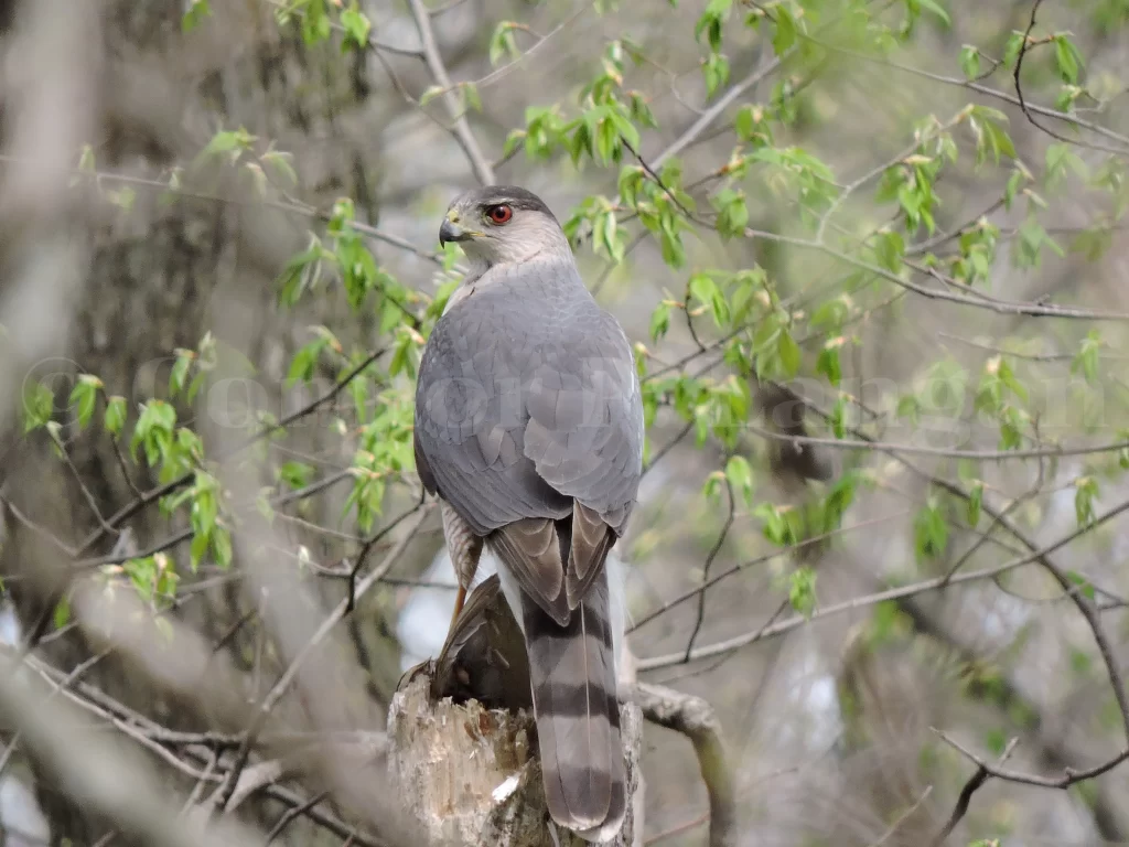 A Cooper's Hawk perches after making a kill.