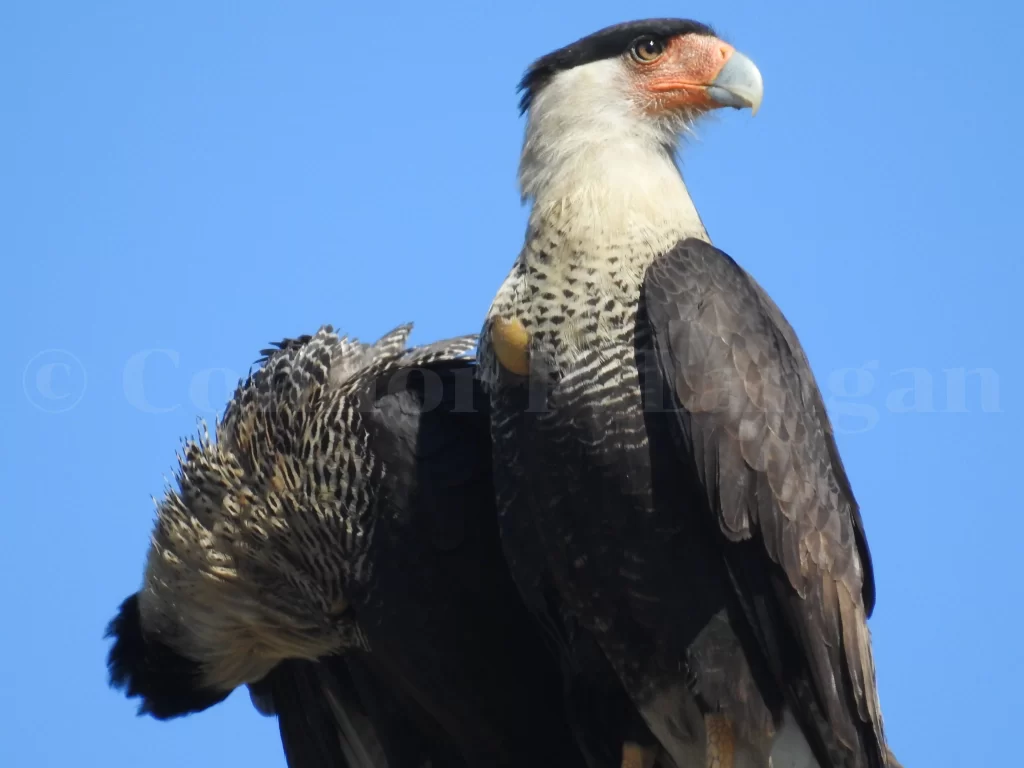 Two Crested Caracaras roost next to one another.