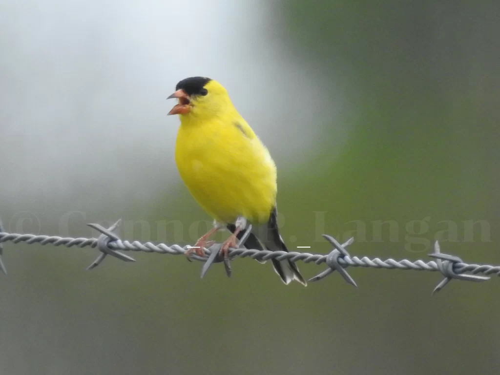 A male American Goldfinch sings from a barbed wire fence.