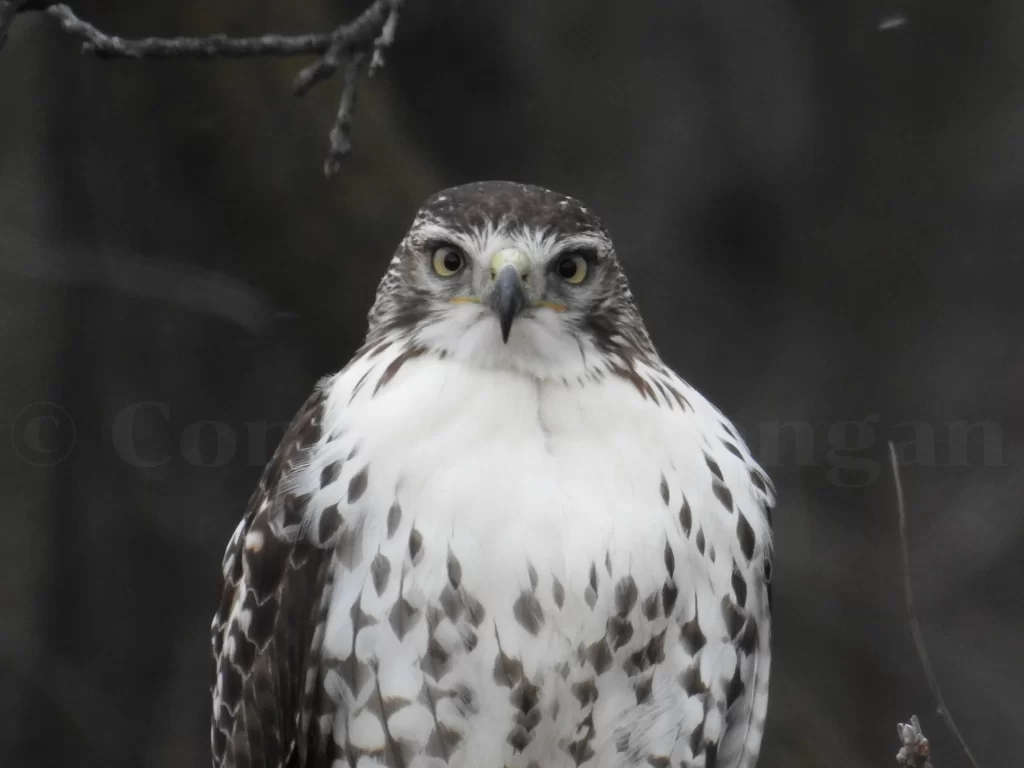 A Red-tailed Hawk stares at the camera.