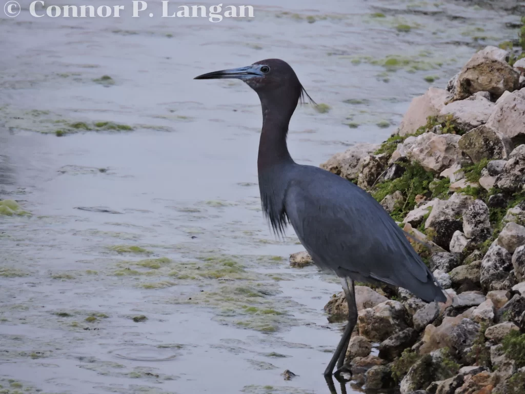 A Little Blue Heron stands at the water's edge and swallows a fish.