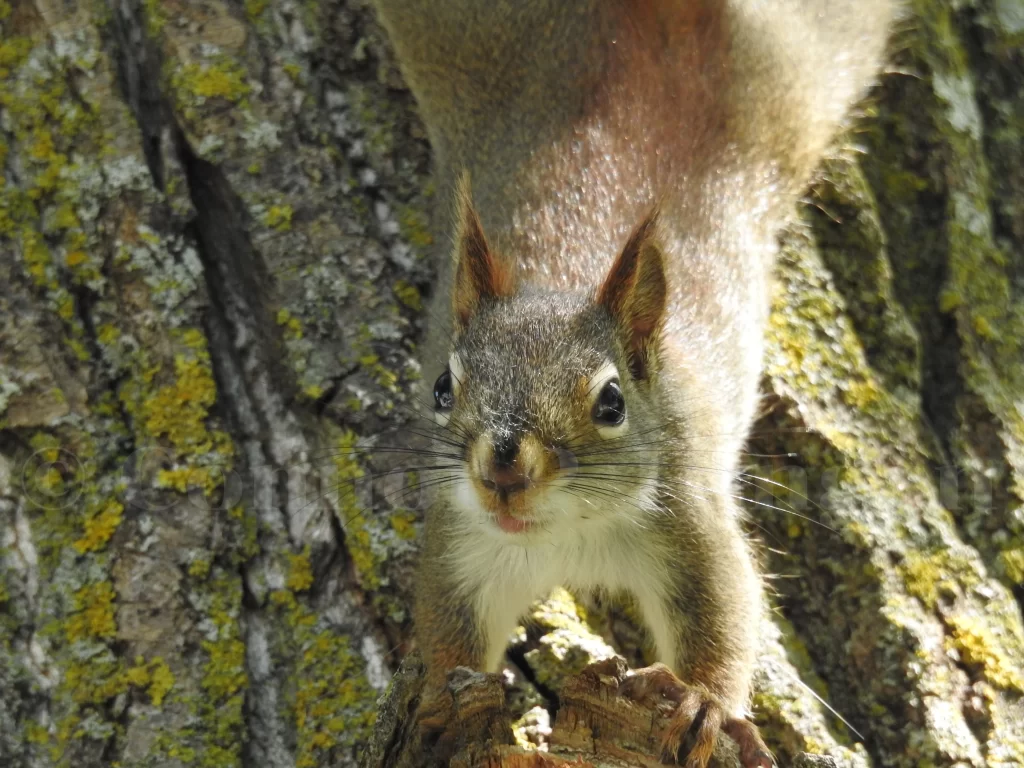 A Red Squirrel clings to a knob on a tree.