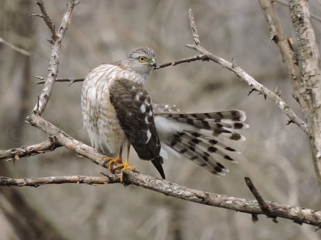 A Sharp-shinned Hawk preens its tail feathers.